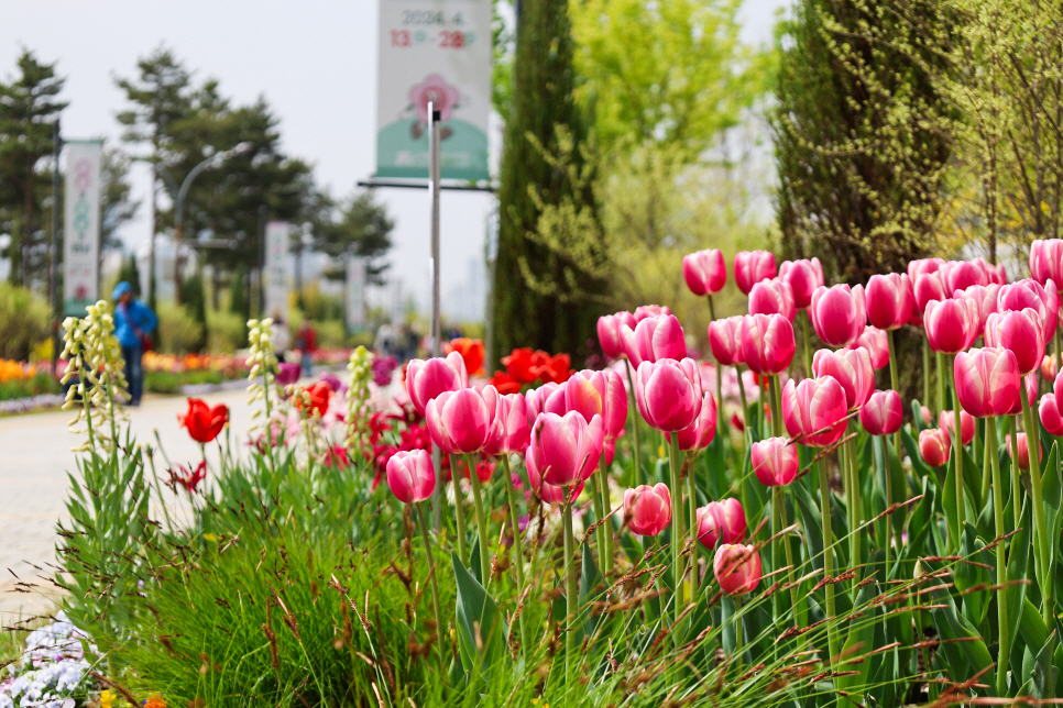 봄꽃축제 4월 전시회 국내 봄 여행지 세종 가볼만한곳 국립세종수목원 등