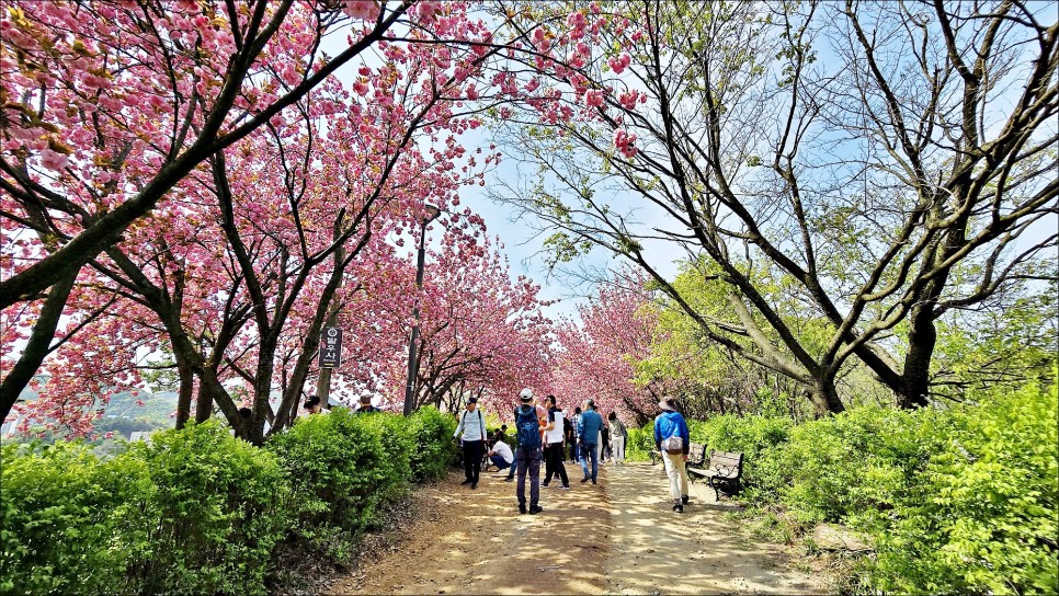 전주 벚꽃 명소 완산 칠봉 꽃동산 완산공원 겹벚꽃 전주 데이트코스 추천!