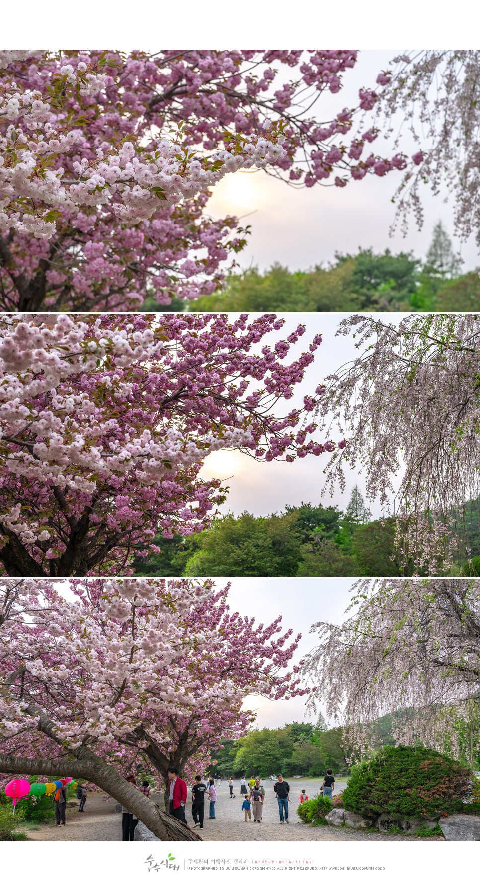천안 각원사 겹벚꽃 만개 4월 꽃구경 천안 겹벚꽃