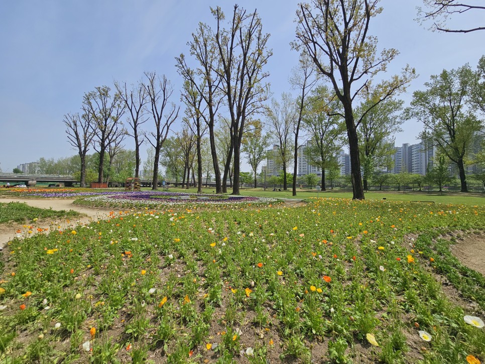 청주 근교 나들이 증평 보강천미루나무숲 겹벚꽃명소 추천