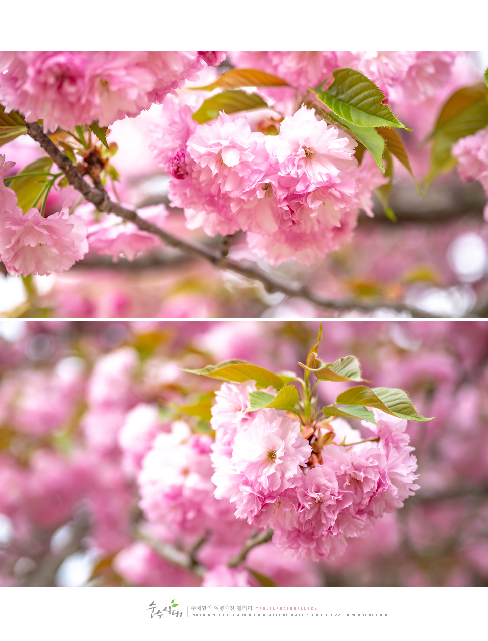 천안 각원사 겹벚꽃 만개 4월 꽃구경 천안 겹벚꽃