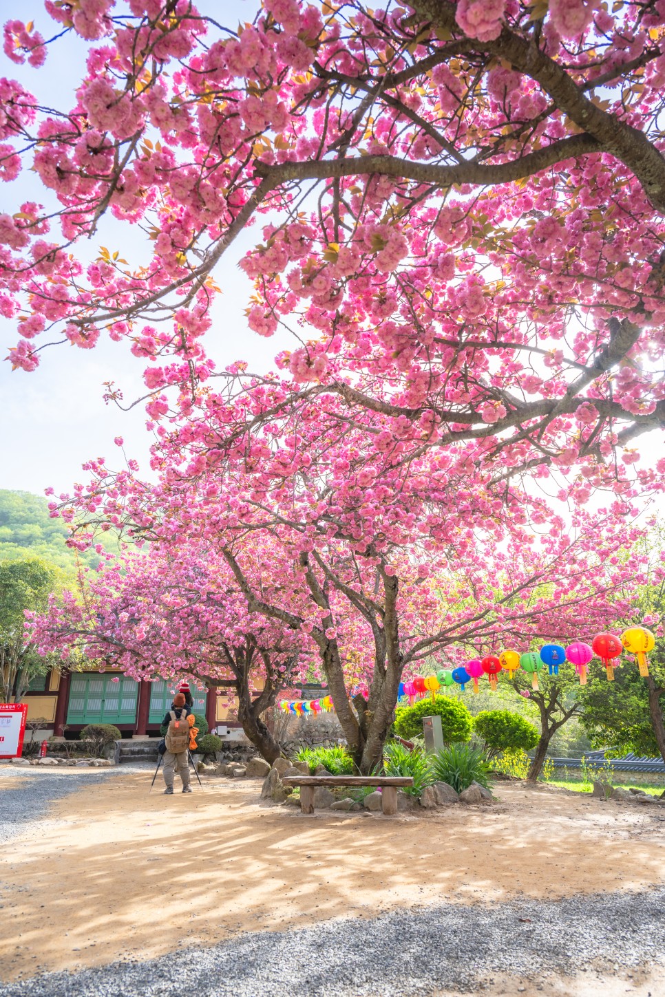 순천 선암사 겹벚꽃 명소 4월 17일 만개 상태 주말 여행 가기 좋은 곳