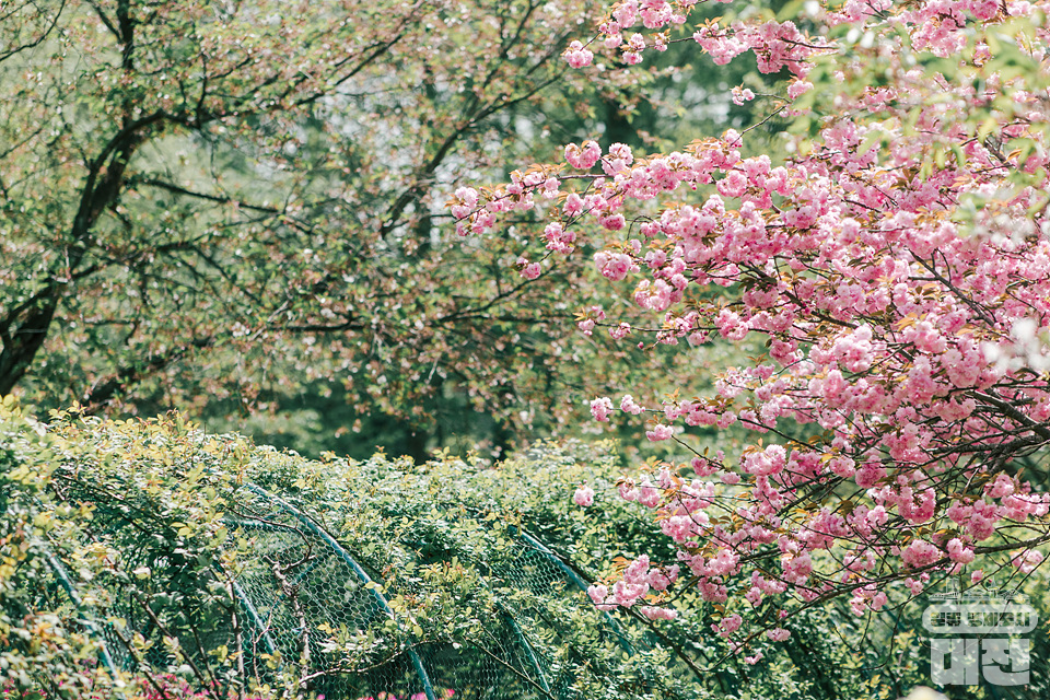 주말 나들이 명소 겹벚꽃 핀 금강로하스 대청공원