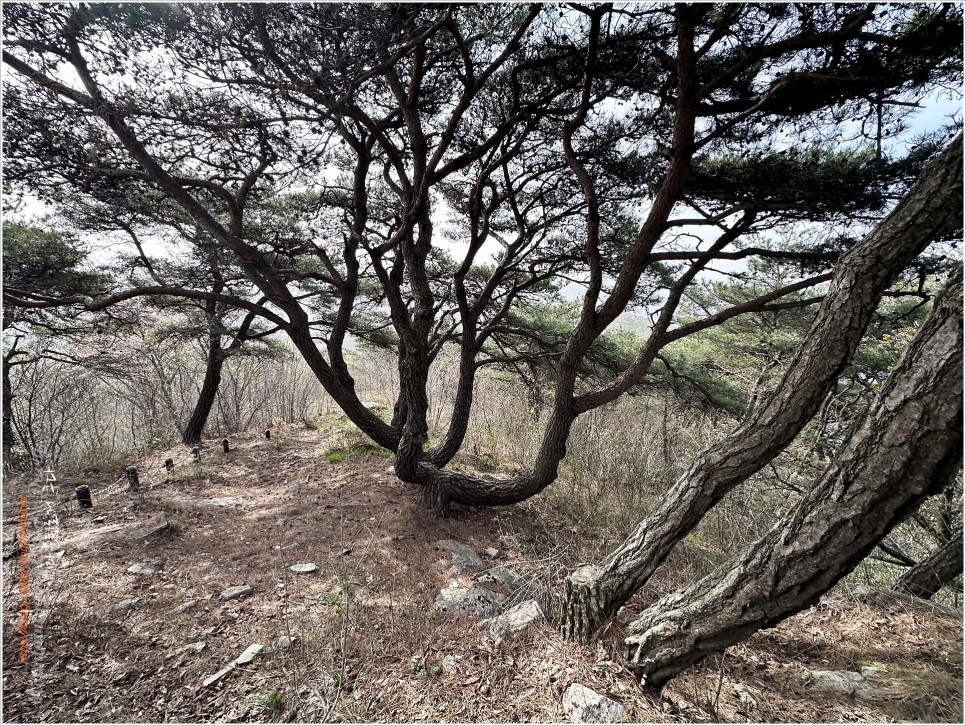 순창 회문산 등산코스 : 장군봉~문바위~돌곶봉