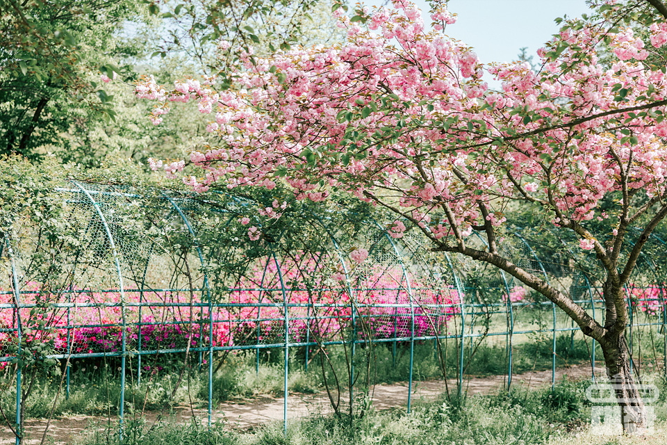 주말 나들이 명소 겹벚꽃 핀 금강로하스 대청공원