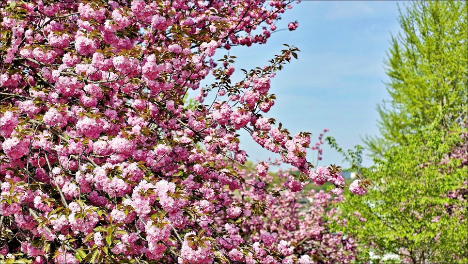 전주 벚꽃 명소 완산 칠봉 꽃동산 완산공원 겹벚꽃 전주 데이트코스 추천!