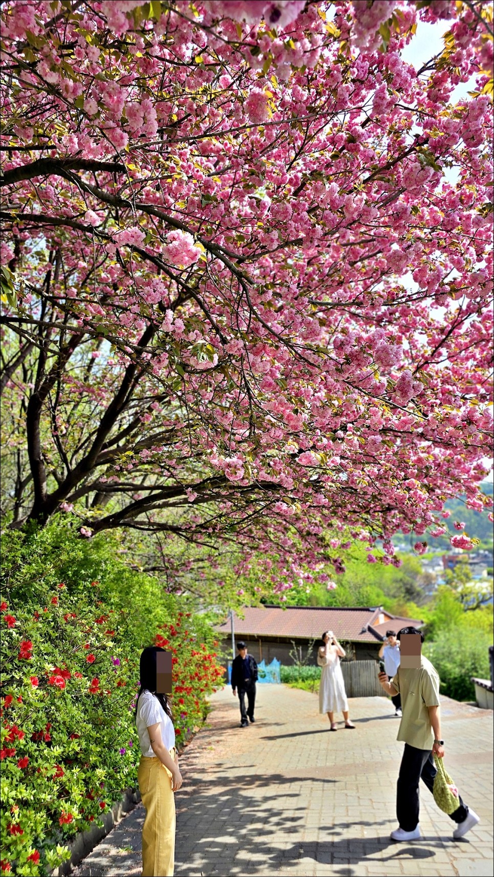 전주 벚꽃 명소 완산 칠봉 꽃동산 완산공원 겹벚꽃 전주 데이트코스 추천!