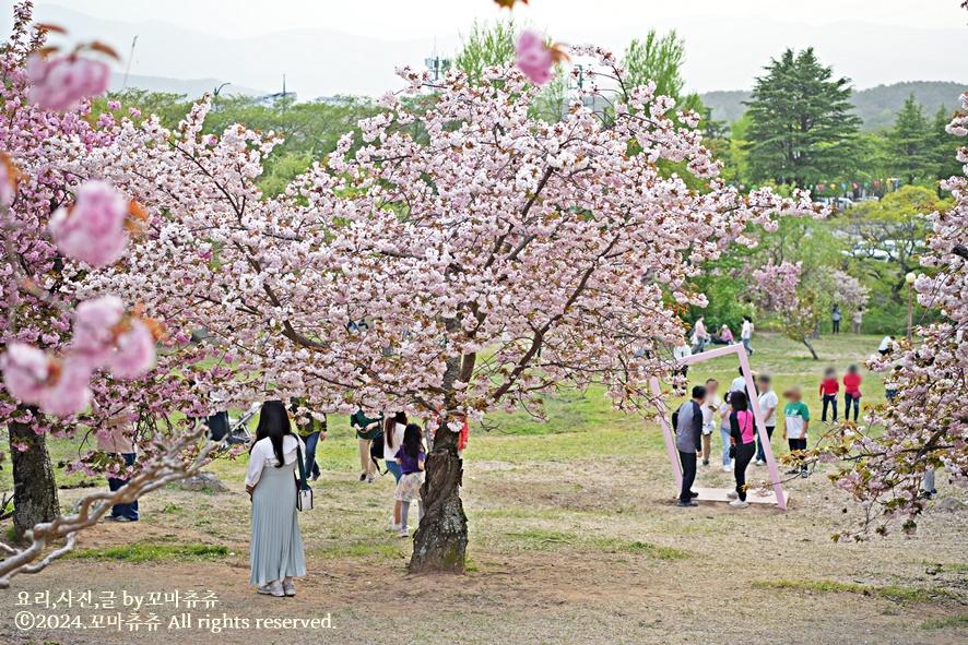 경주 불국사 겹벚꽃 실시간 분홍분홍해!