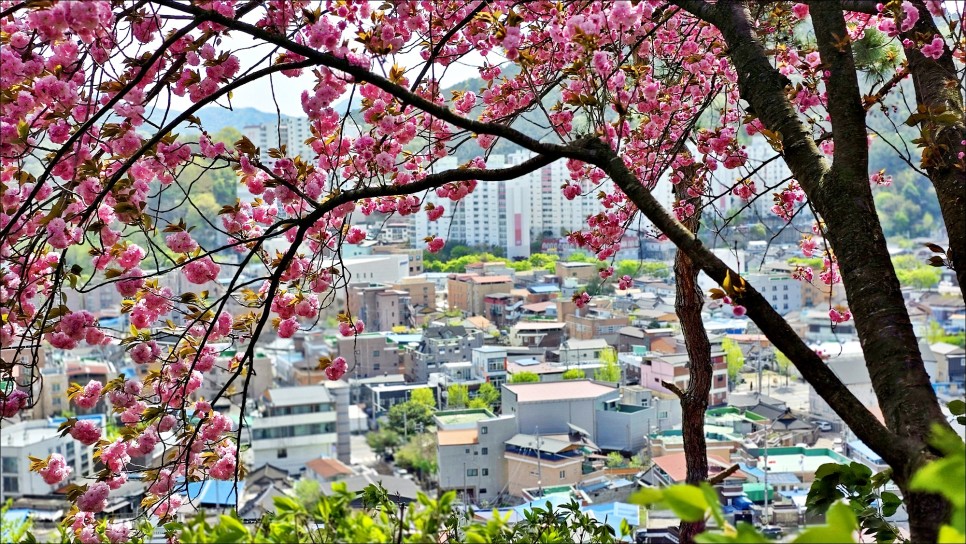 전주 벚꽃 명소 완산 칠봉 꽃동산 완산공원 겹벚꽃 전주 데이트코스 추천!