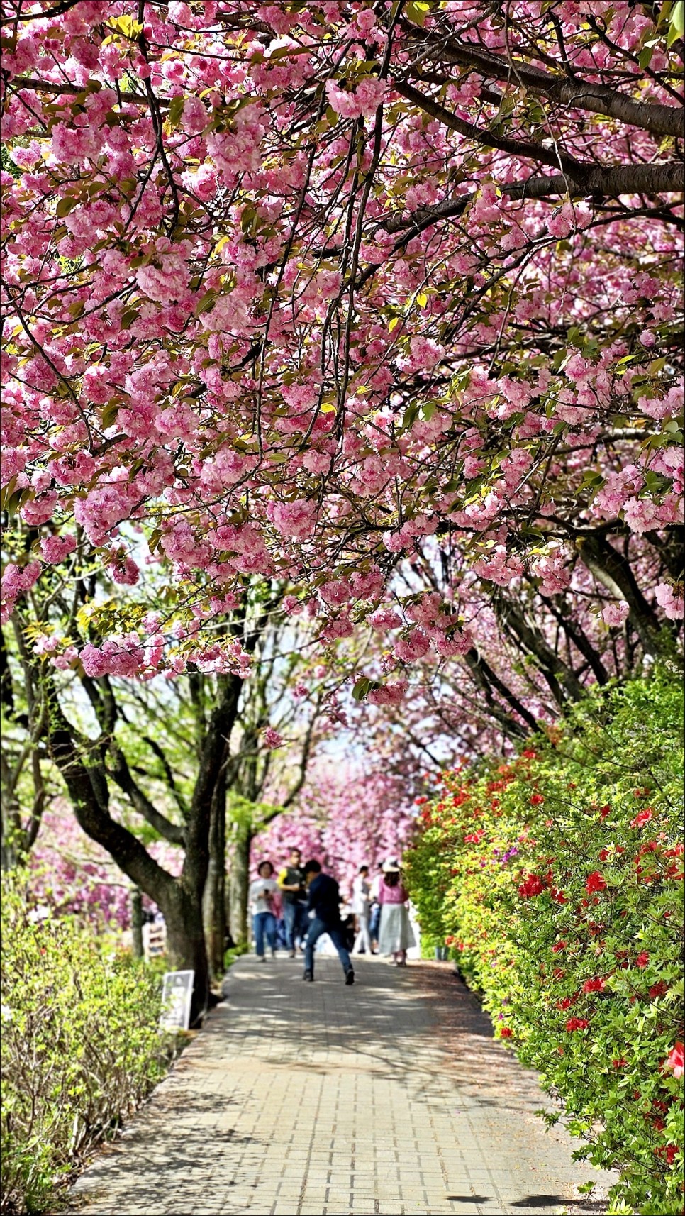 전주 벚꽃 명소 완산 칠봉 꽃동산 완산공원 겹벚꽃 전주 데이트코스 추천!