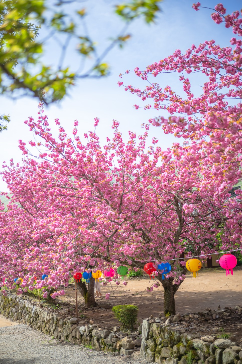 순천 선암사 겹벚꽃 명소 4월 17일 만개 상태 주말 여행 가기 좋은 곳