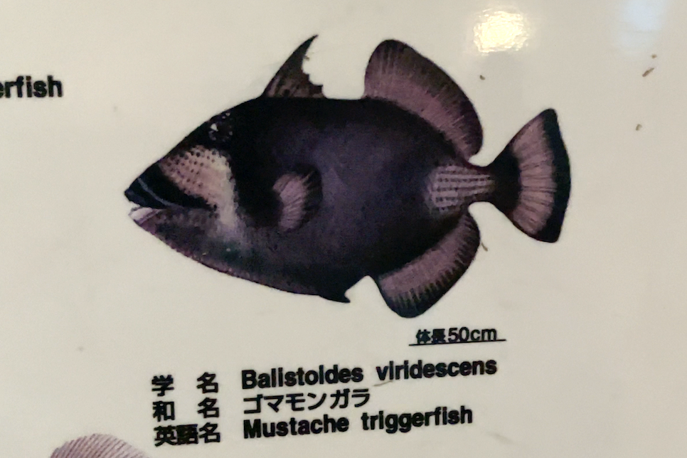 괌 투몬비치 무는 물고기 트리거피쉬 타이탄 피카소 종류 생김새는