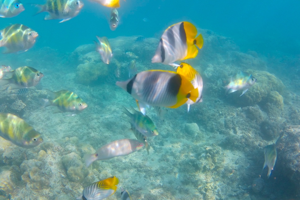 괌 투몬비치 무는 물고기 트리거피쉬 타이탄 피카소 종류 생김새는