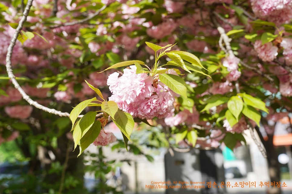 대구 겹벚꽃 명소 월곡역사공원 4월18일 만개