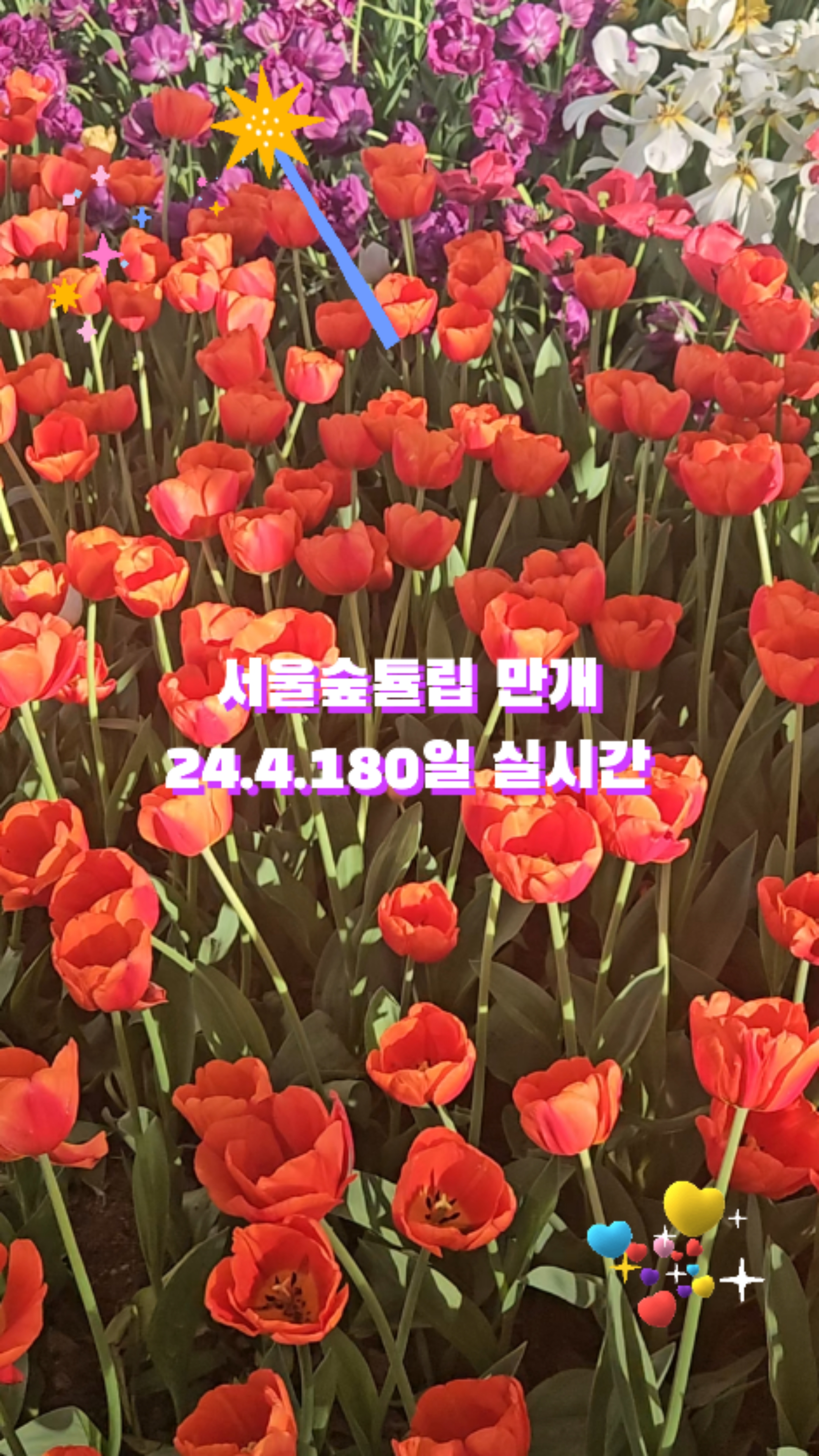 서울숲 튤립 만개 4월 서울갈만한곳