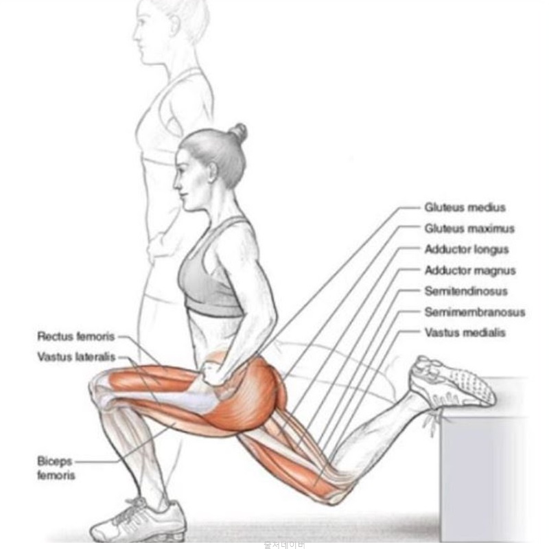 스플릿 스쿼트 자세 여자 남자 근력 운동 종류 엉덩이 하체 근육 강화 효과