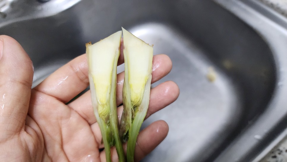 땅두릅장아찌 만드는법 엄나무순 장아찌 종류 간장 비율 개두릅장아찌 만들기