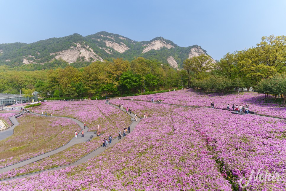 노원 불암산 나비정원 철쭉축제 불암산 철쭉동산 둘레길