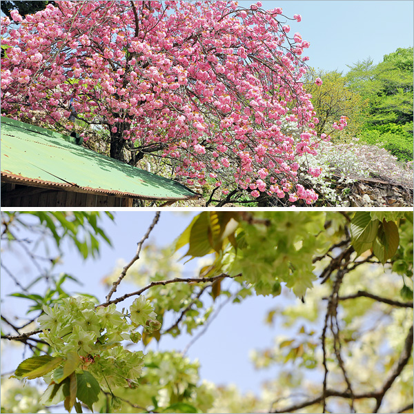 4월 꽃구경 서산 개심사 겹벚꽃 청벚꽃 왕벚꽃 4/18