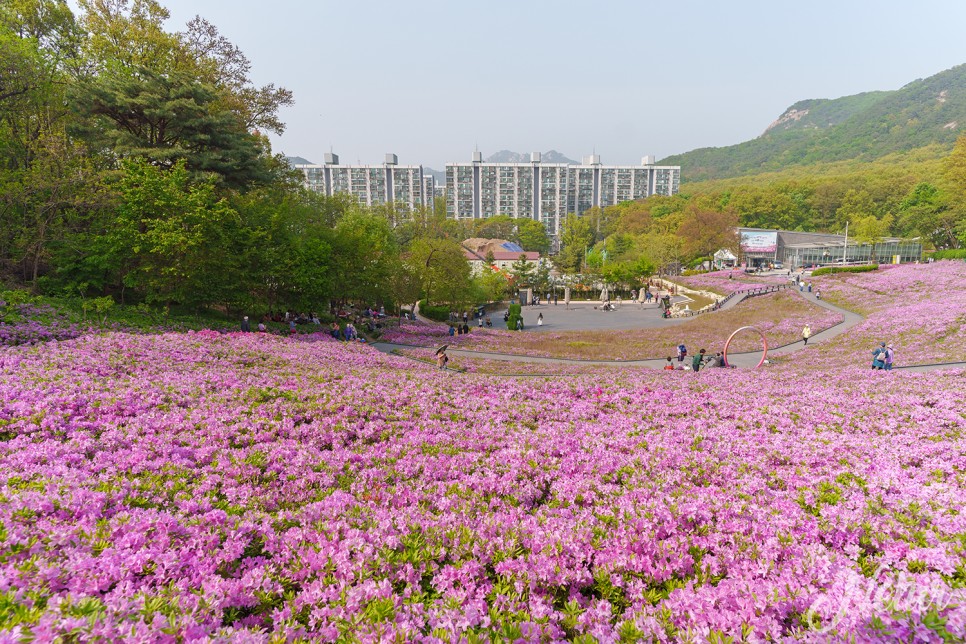 노원 불암산 나비정원 철쭉축제 불암산 철쭉동산 둘레길