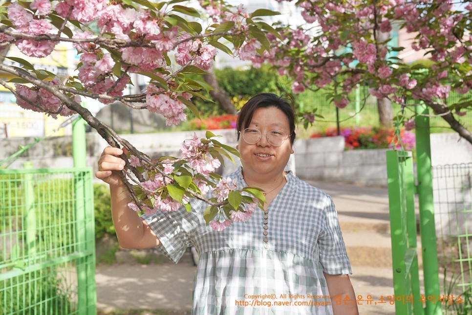 대구 겹벚꽃 명소 월곡역사공원 4월18일 만개