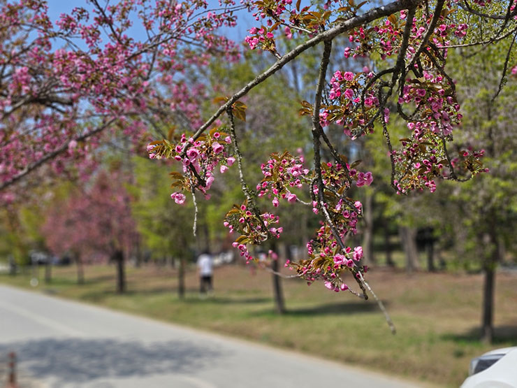 국내 봄 여행지 미사 경정공원 겹벚꽃 명소 봄나들이