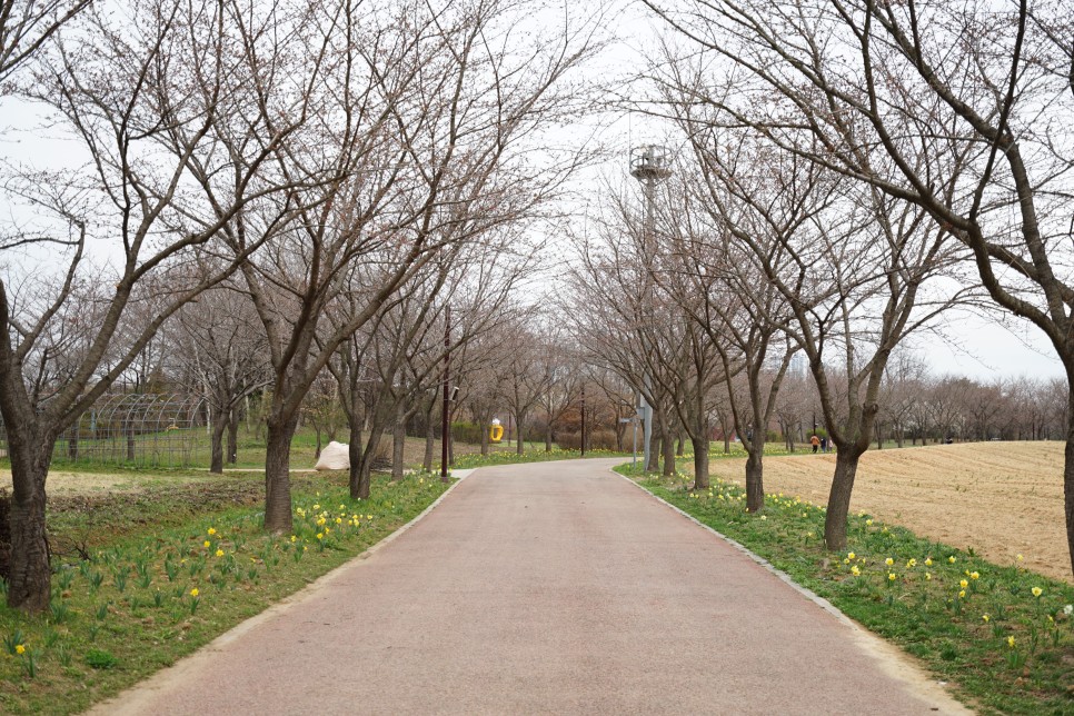 인천 봄나들이 장소 드림파크 야생화단지 주말에 다녀오기 좋은곳