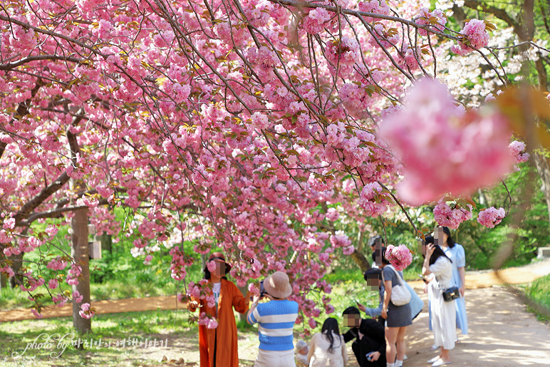 서산 문수사 겹벚꽃 4월 충남 서산 가볼만한곳