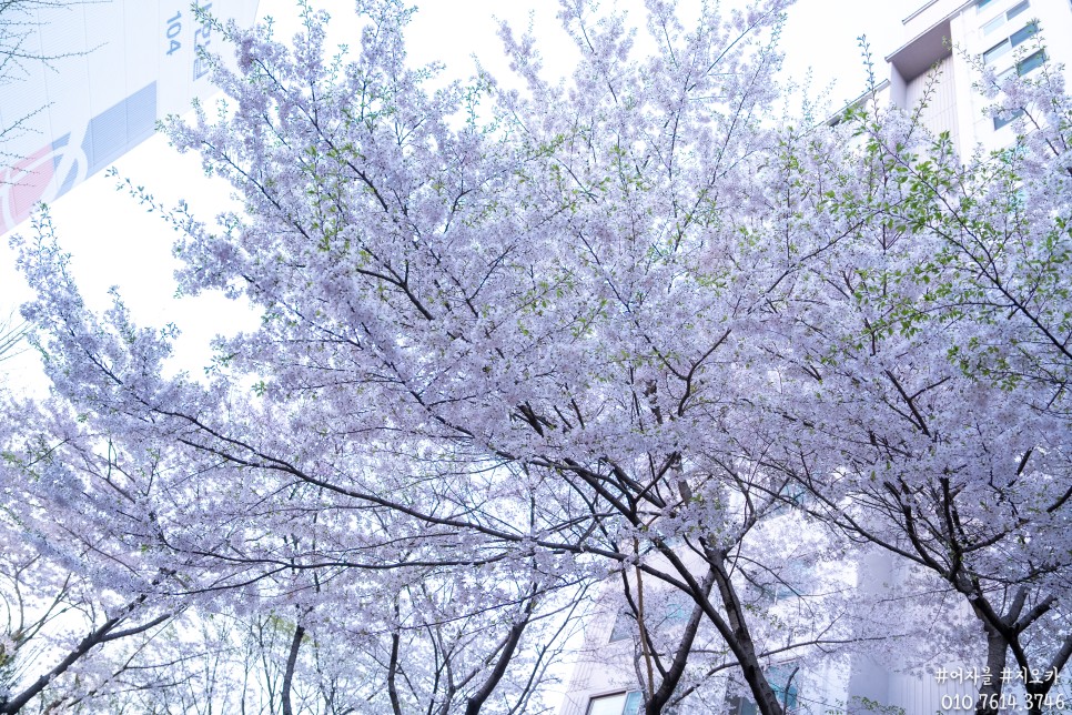 2024 봄 벚꽃, 우리동네 동남보건대 서호천 그리고 놀이터