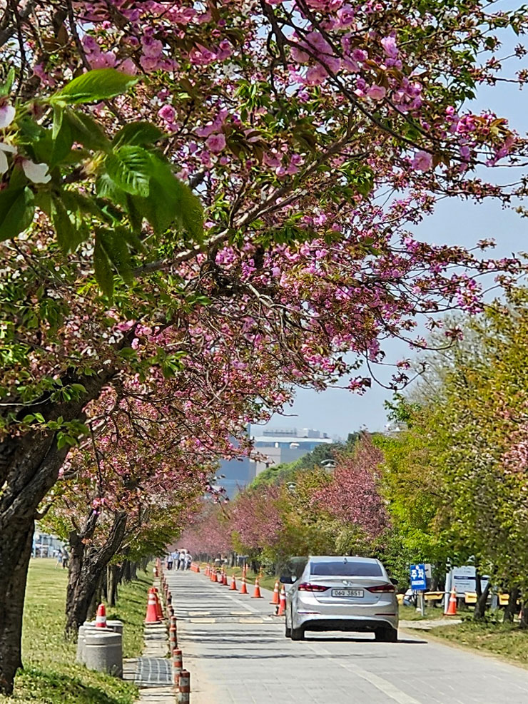 국내 봄 여행지 미사 경정공원 겹벚꽃 명소 봄나들이