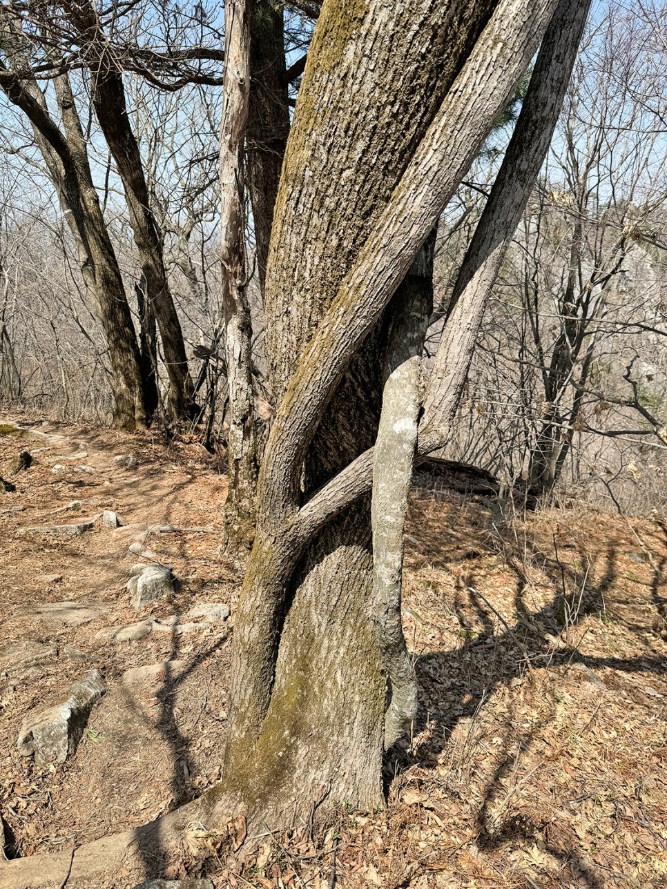 [159] 영월 백덕산 (문재쉼터~사자산~백덕산~임도따라 원점회귀)