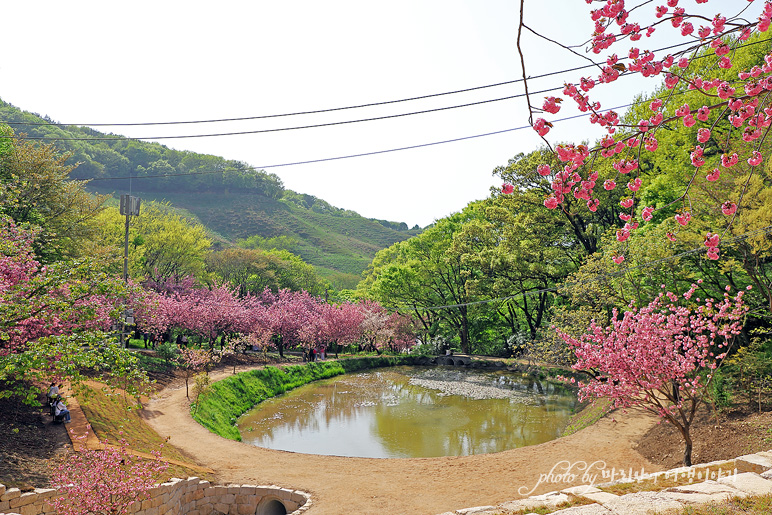 서산 문수사 겹벚꽃 4월 충남 서산 가볼만한곳