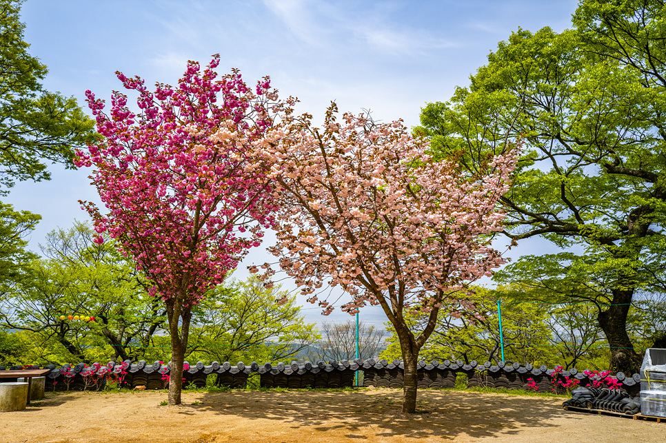 충남 가볼만한곳 서산 부석사 벚꽃