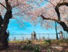 4월 해외여행지 추천 뉴욕 날씨 가볼만한곳 벚꽃엔딩