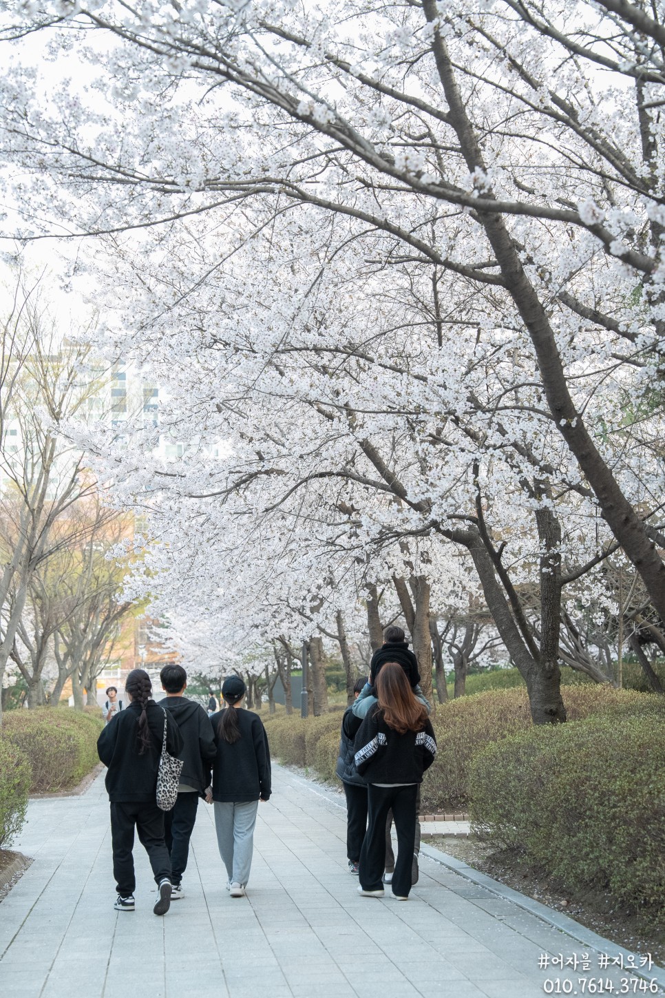 2024 봄 벚꽃, 우리동네 동남보건대 서호천 그리고 놀이터