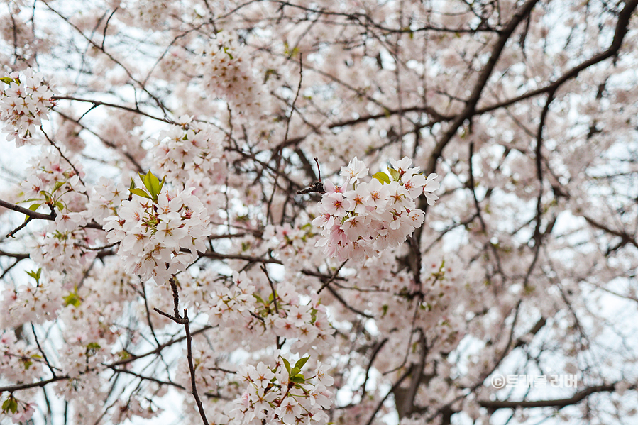4월 해외여행지 추천 뉴욕 날씨 가볼만한곳 벚꽃엔딩