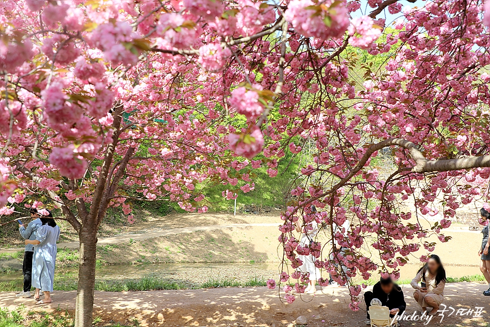 충남 서산 가볼만한곳 서산 문수사 겹벚꽃 명소 주차