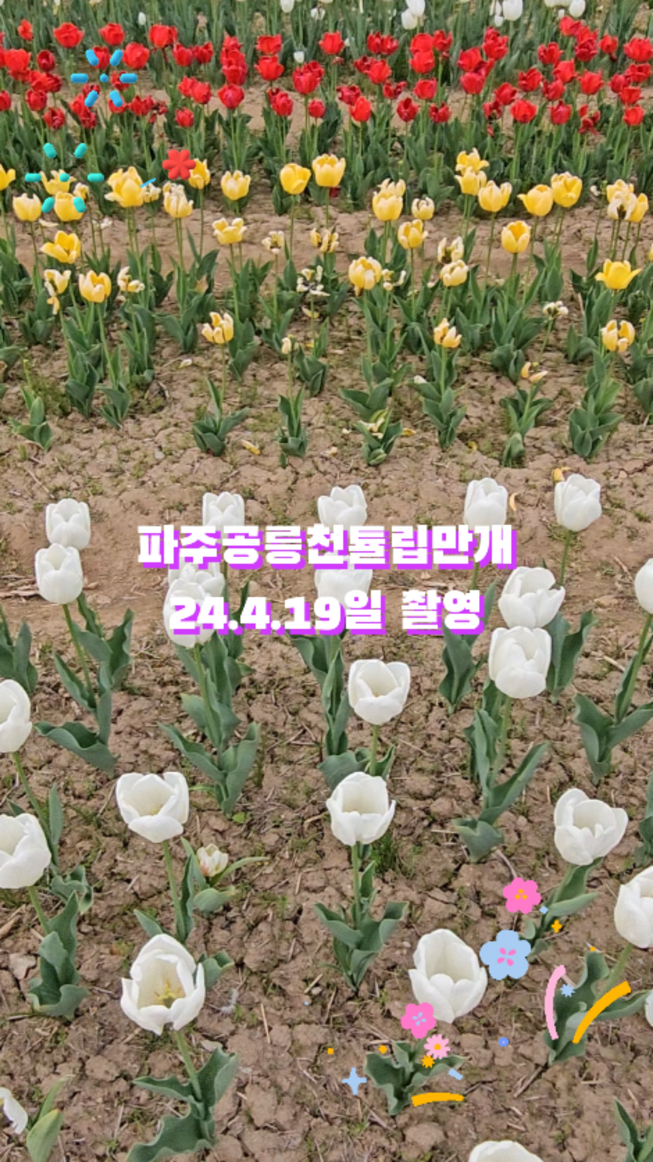 파주 가볼만한곳 파주 공릉천 튤립 만개 4월 19일 풍경
