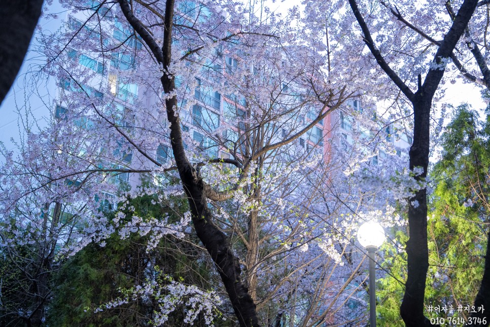 2024 봄 벚꽃, 우리동네 동남보건대 서호천 그리고 놀이터
