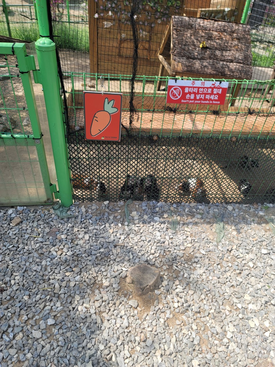 가평 아이와 가볼만한 곳 아침고요가족동물원 & 달달하주 카페