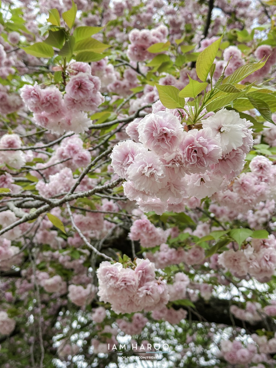 제주도 봄여행 4월 꽃구경 감사공묘역 제주 겹벚꽃 유채꽃밭 갯무꽃