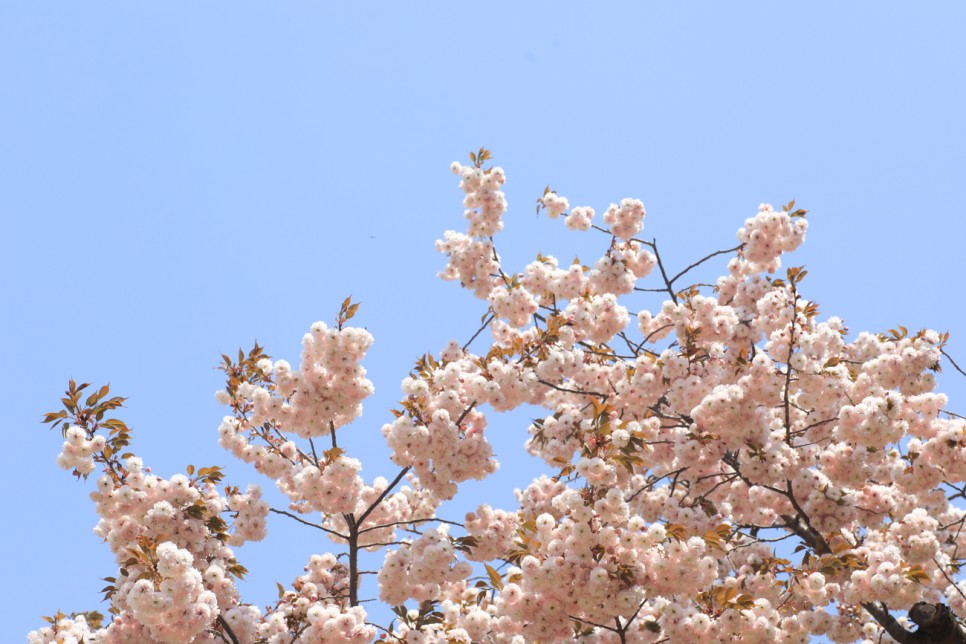충남 서산 여행 봄에 가볼만한곳 개심사 청벚꽃 겹벚꽃(왕벚꽃) 봄꽃개화시기