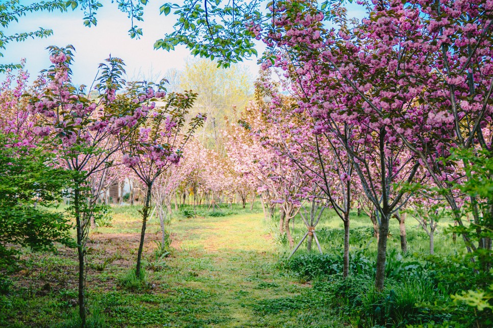 충남 예산/당진 당일치기 여행으로 가기 좋은, 아그로랜드 태신목장 겹벚꽃 구경