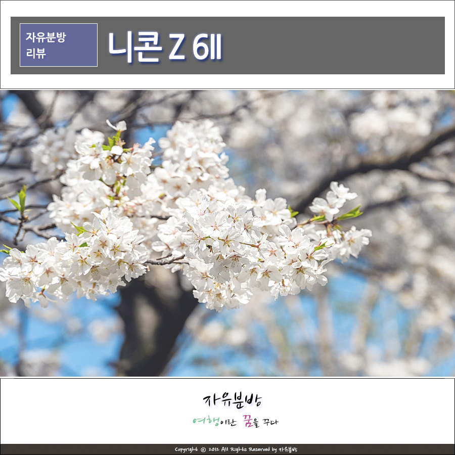 니콘 풀프레임 미러리스 카메라 Z 6II 신대방 벚꽃길 봄을 담다