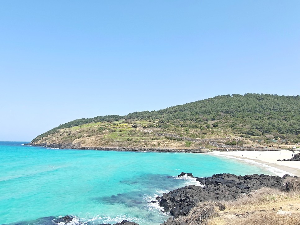 제주도 가족여행 제주 함덕 가볼만한곳 함덕 서우봉 해변 둘레길 유채꽃