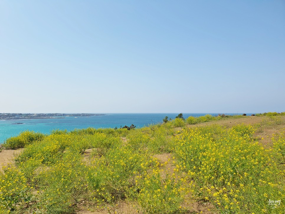 제주도 가족여행 제주 함덕 가볼만한곳 함덕 서우봉 해변 둘레길 유채꽃