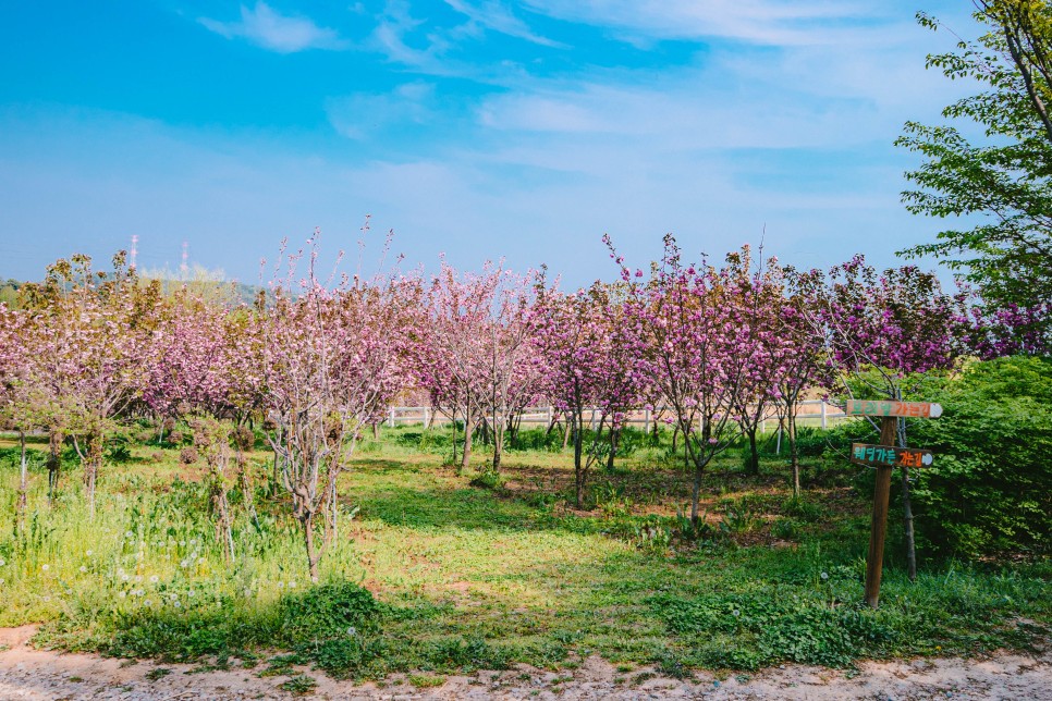 충남 예산/당진 당일치기 여행으로 가기 좋은, 아그로랜드 태신목장 겹벚꽃 구경