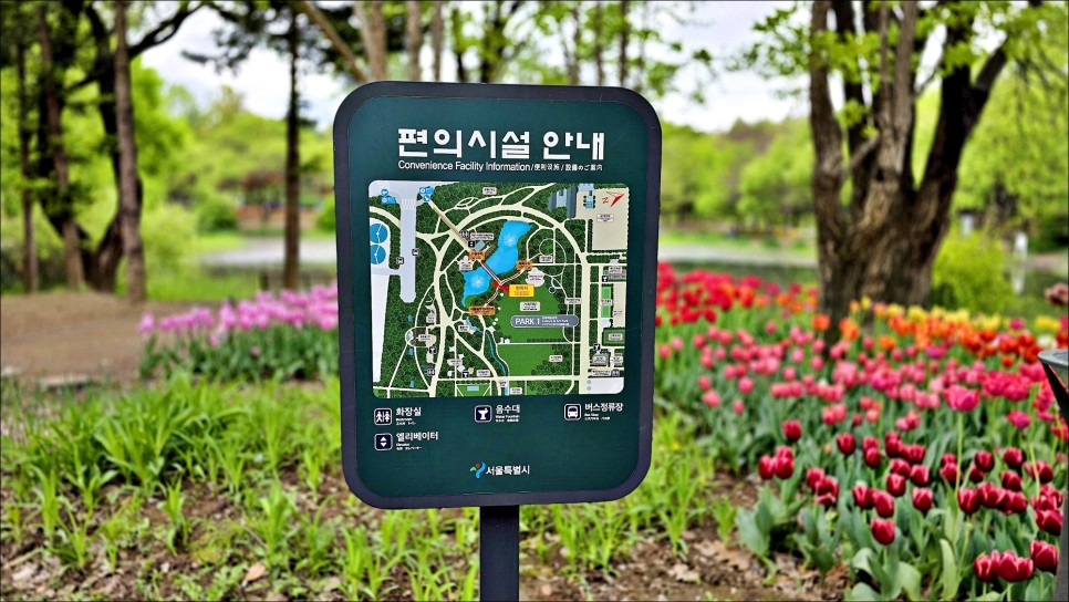 서울 꽃구경 나들이 4월 5월 서울 가볼만한곳 서울숲 튤립 데이트 추천!