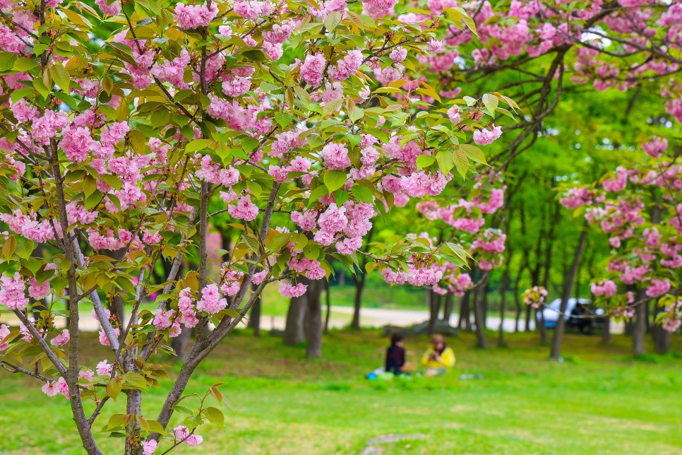 하남 미사경정공원 겹벚꽃 4.22일 하남 갈만한곳