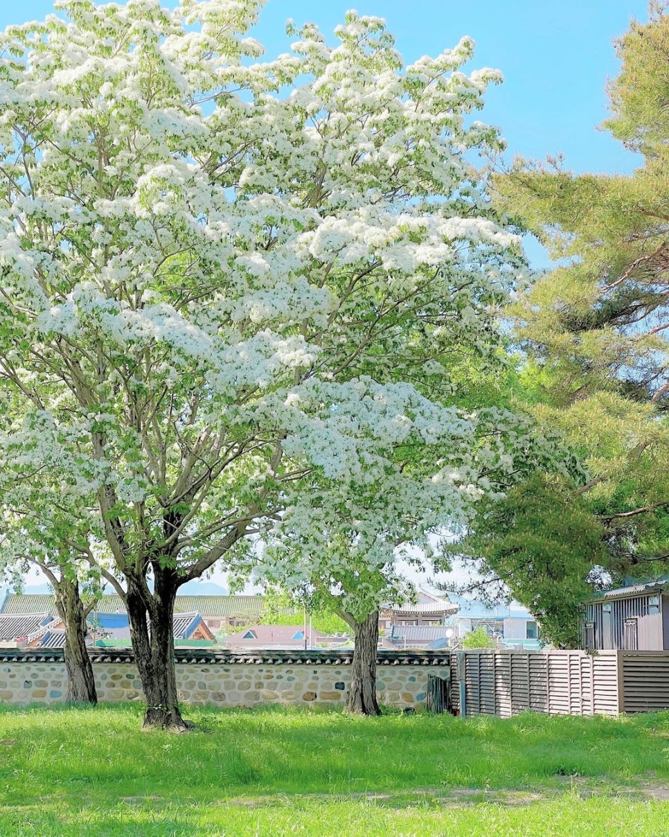 5월 꽃구경 나들이로 가볼 만한, 전국 이팝나무 명소 4